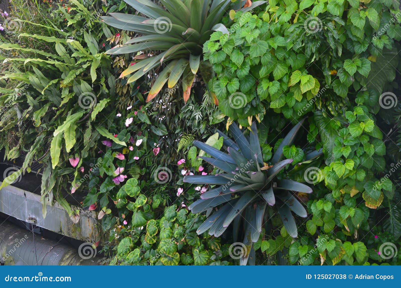 tropical plants in a cloud forest enviroment