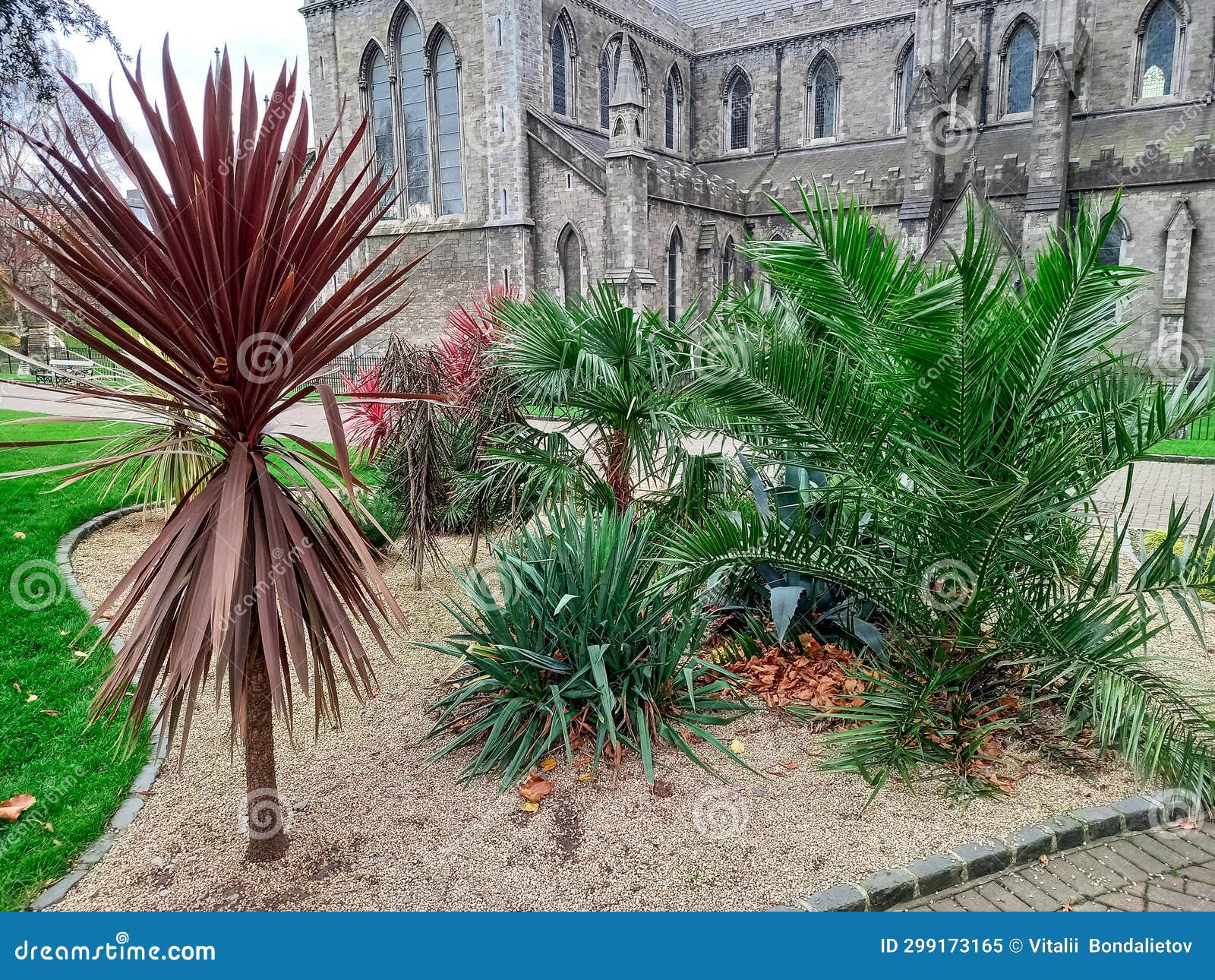 Tropical Plants in Dublin (Ireland) Stock Image Image of european