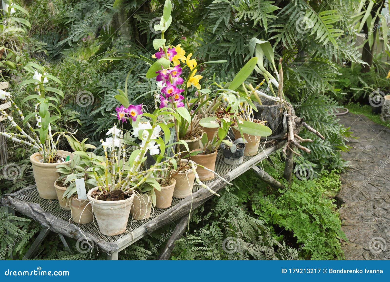 Tropical Plants in a Greenhouse at Botanic Garden Stock Image Image