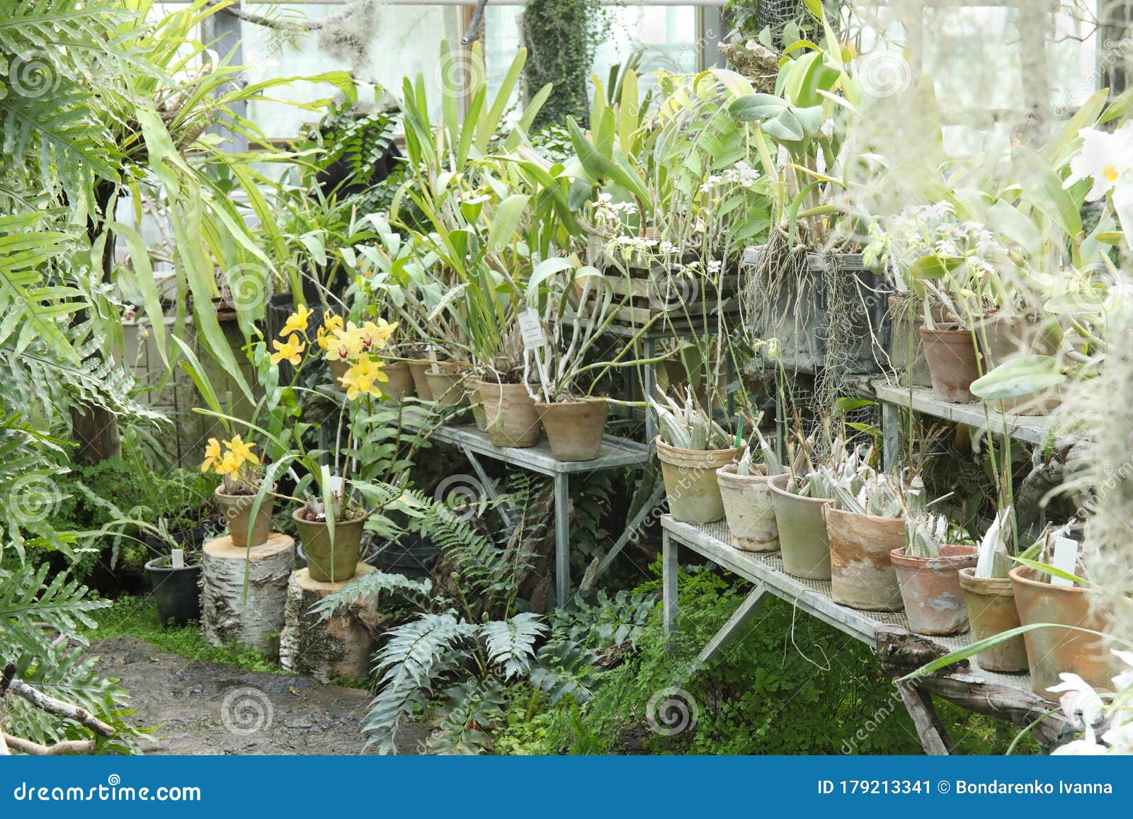 Tropical Plants in a Greenhouse at Botanic Garden Stock Image Image