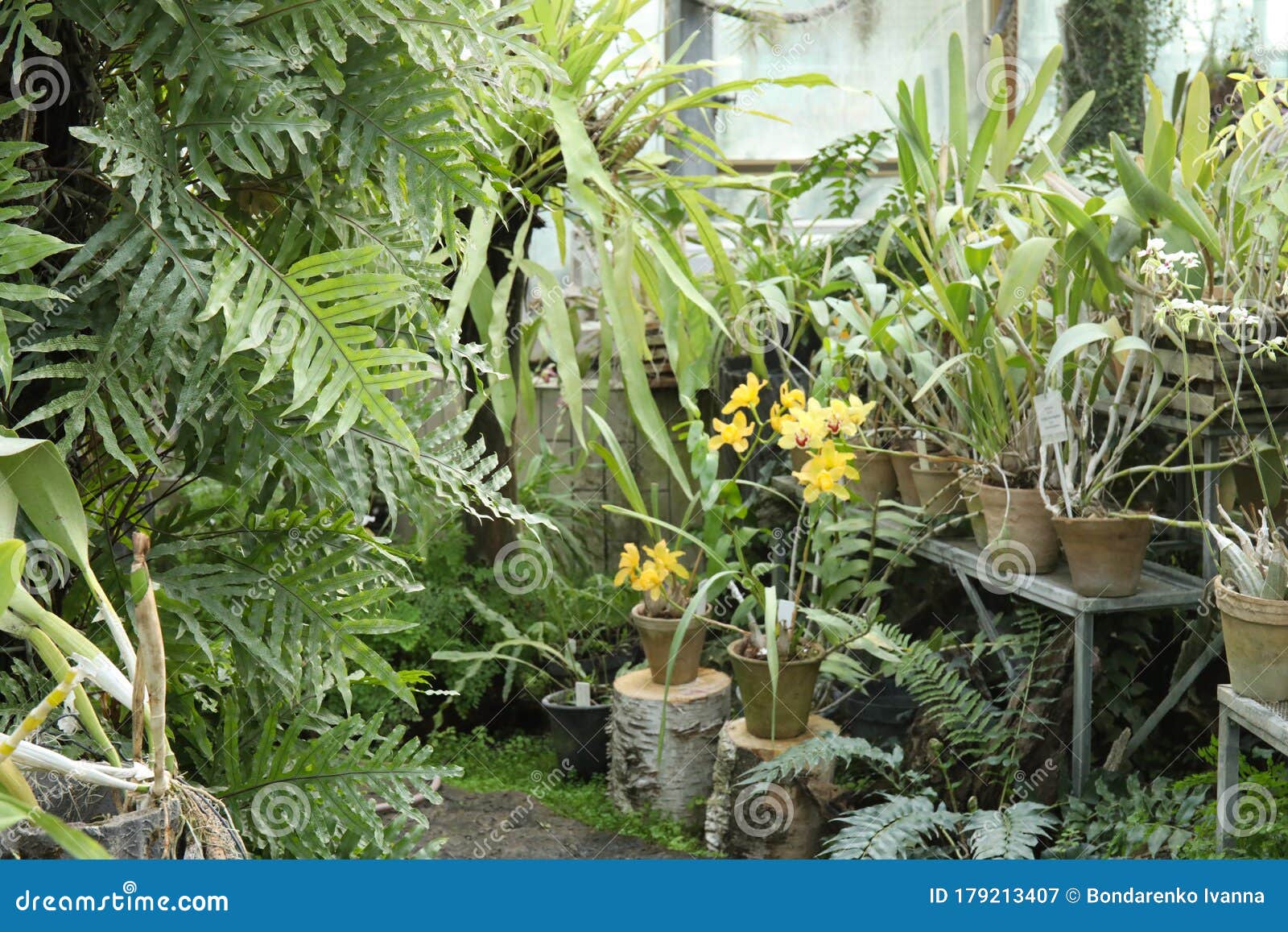 Tropical Plants in a Greenhouse at Botanic Garden Stock Image Image