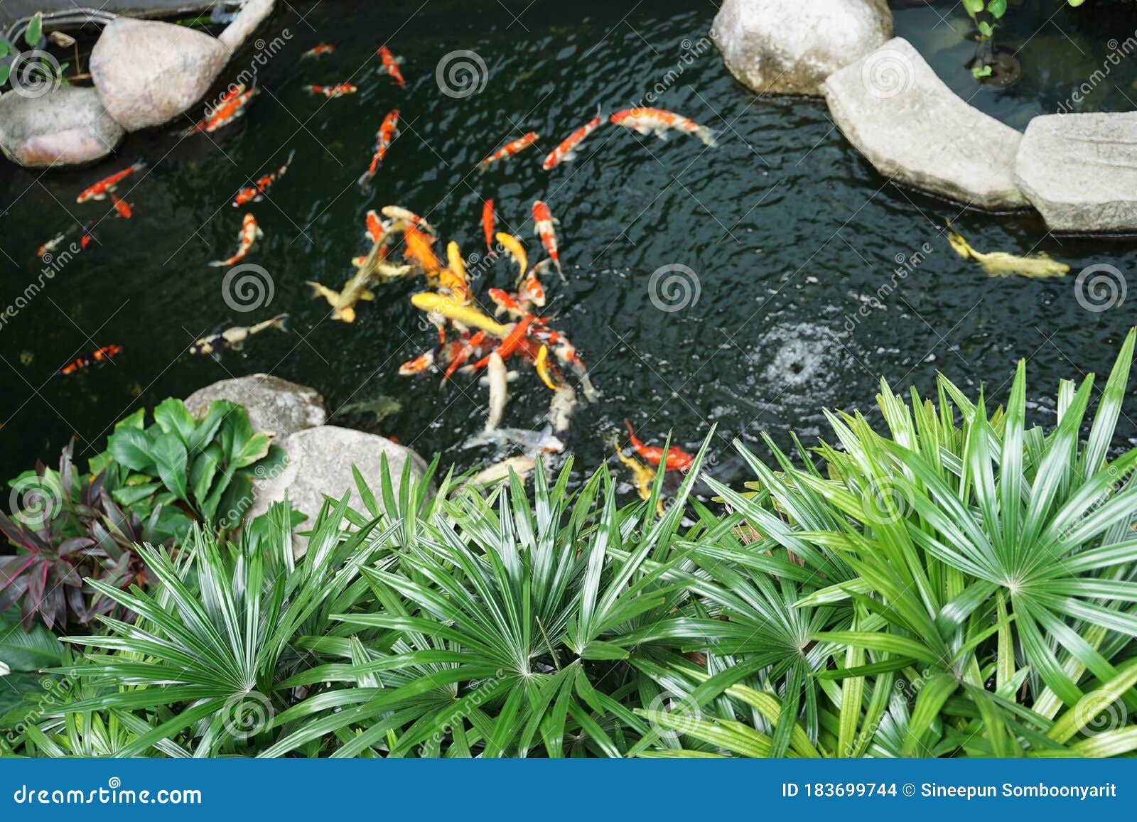 outdoor tropical fish pond
