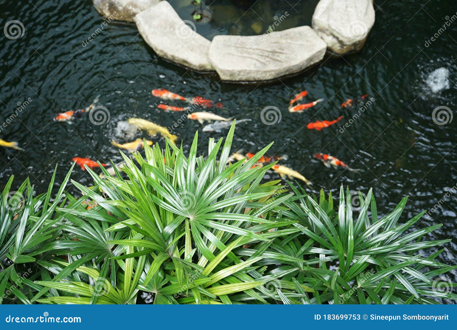 outdoor tropical fish pond