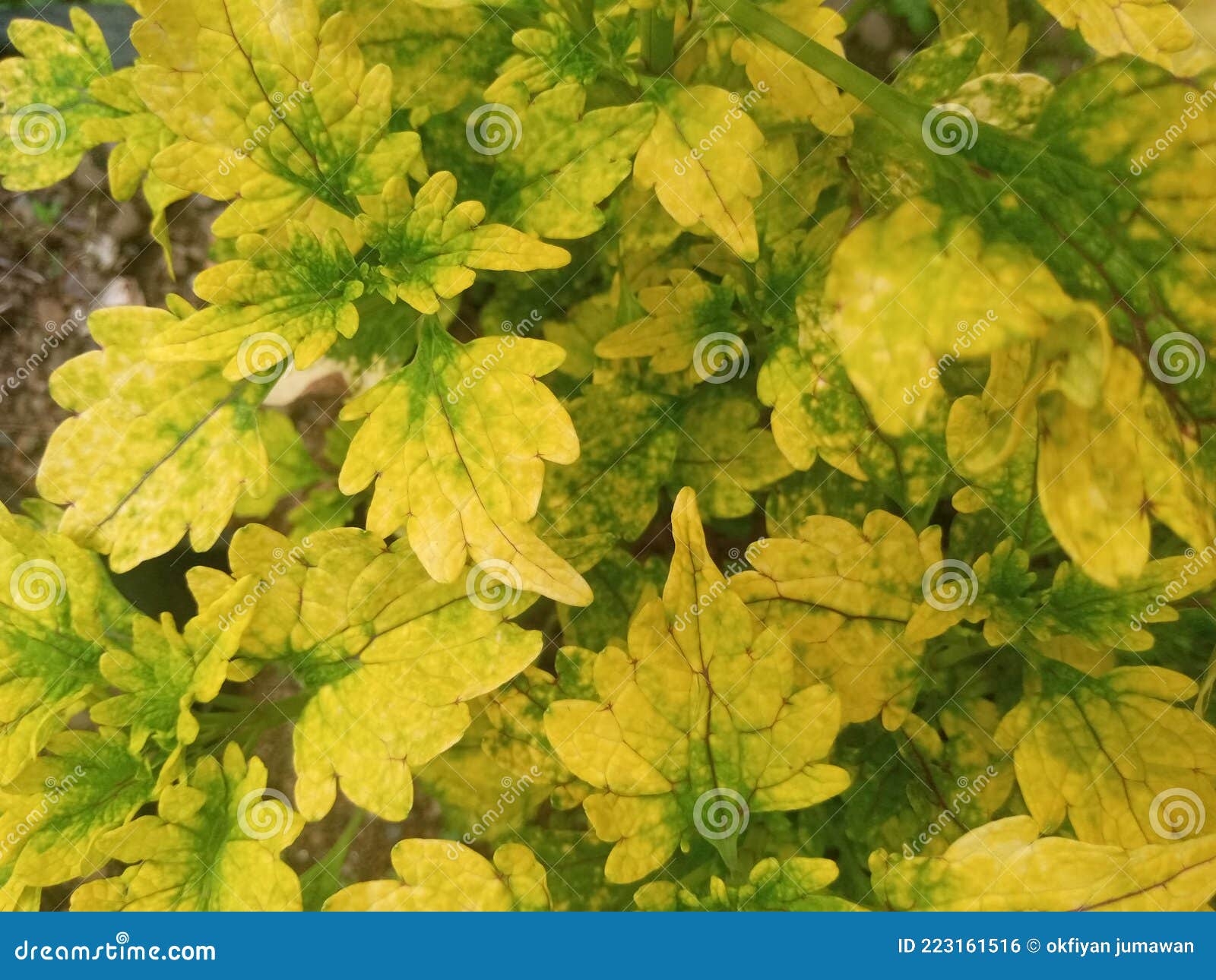 Tropical Plants with Yellow and Green Leaves Stock Photo Image of