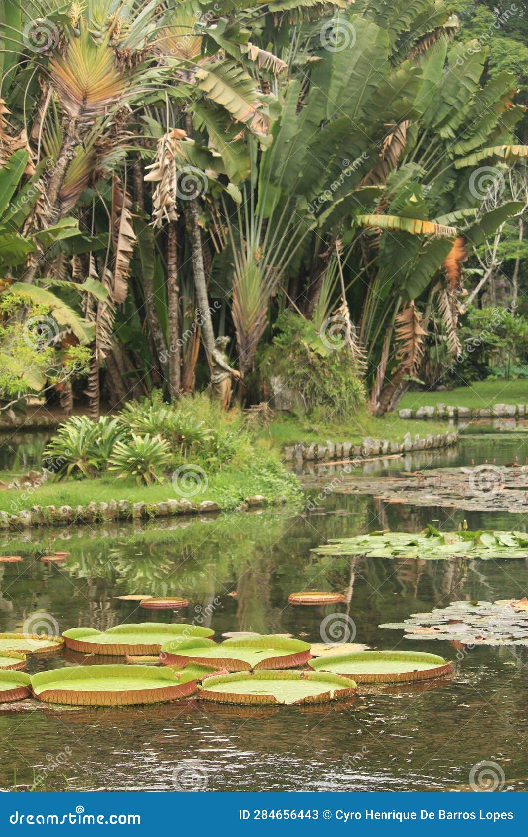 a tropical pond lake inside botany garden