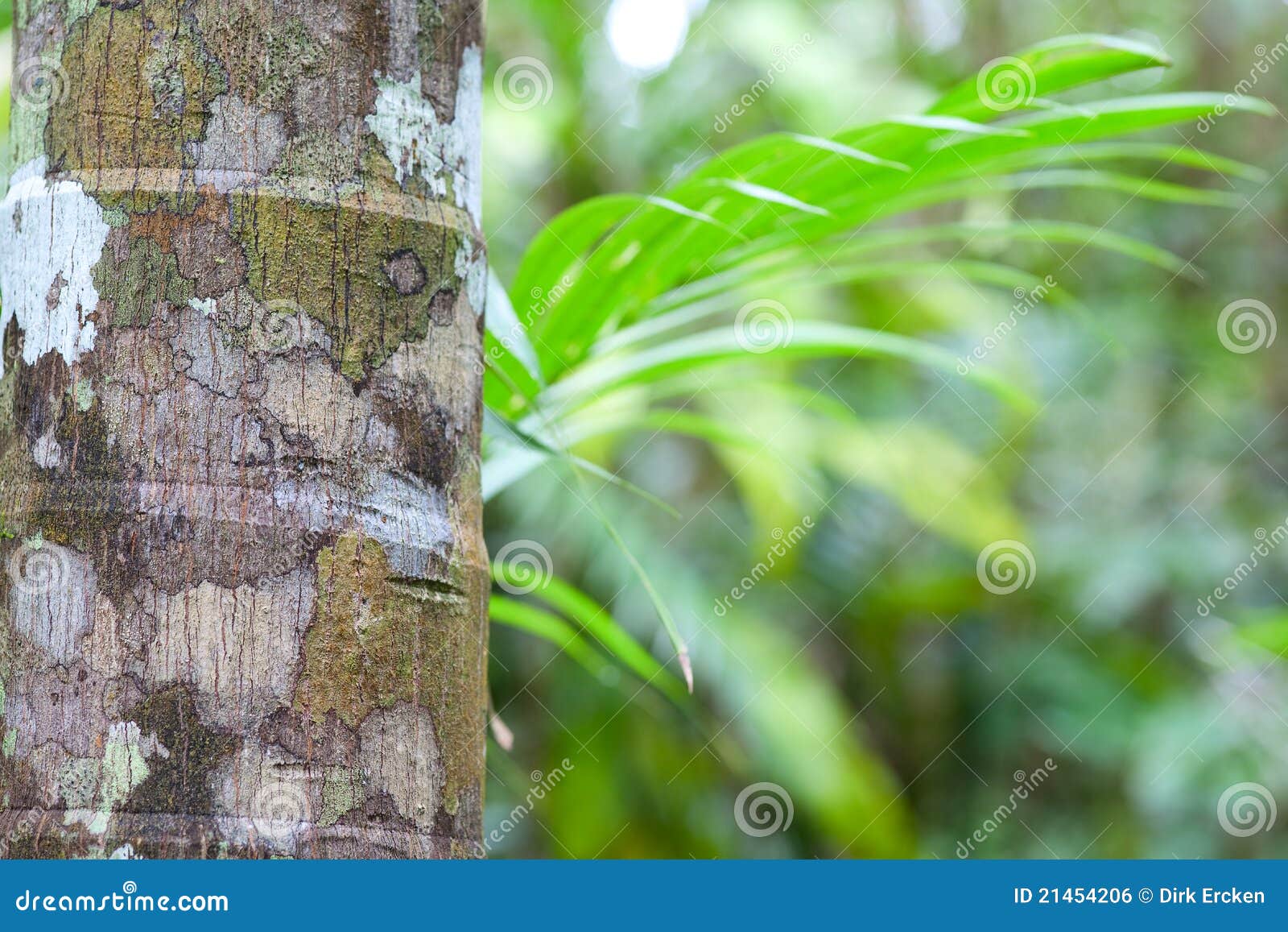 tropical pristine rain forest green background