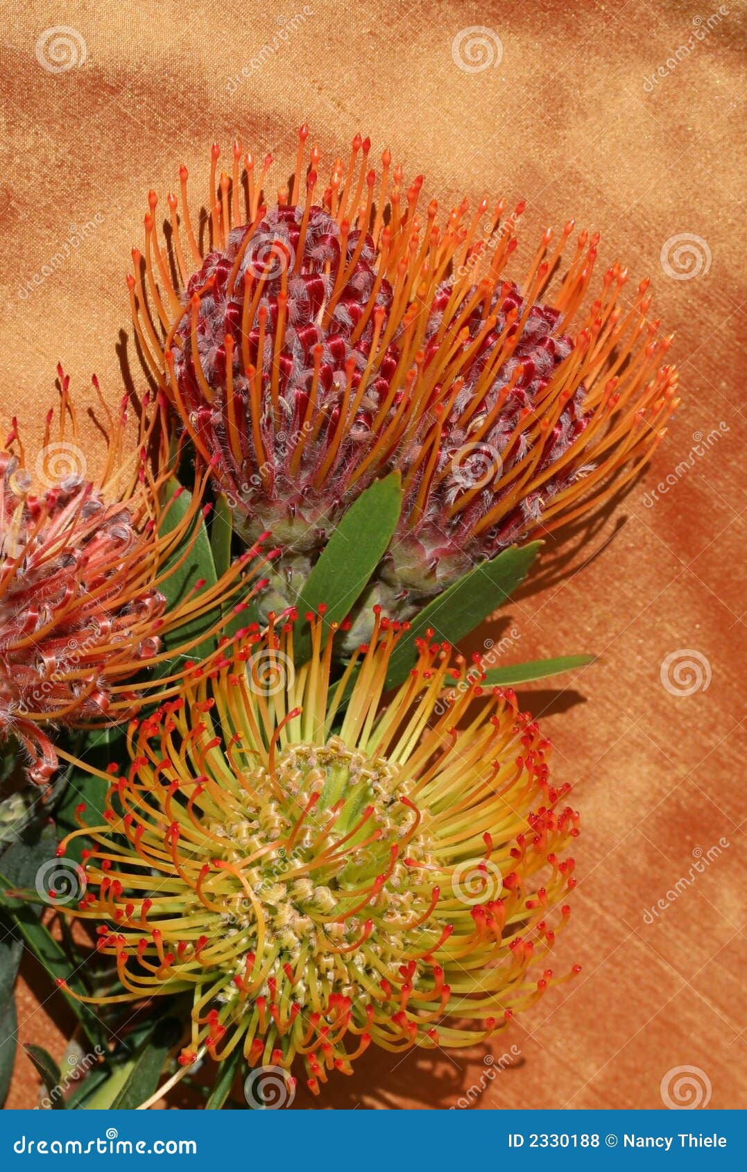 Tropical protea flowers stock photo. Image of leucosperum 2330188