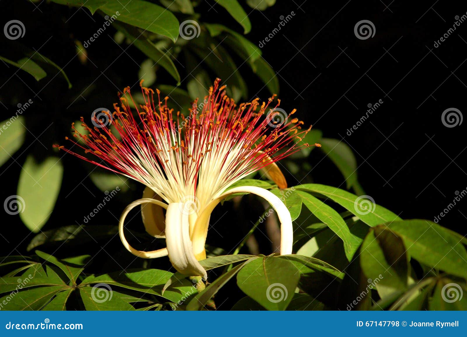 tropical provision tree flower in belize jungle