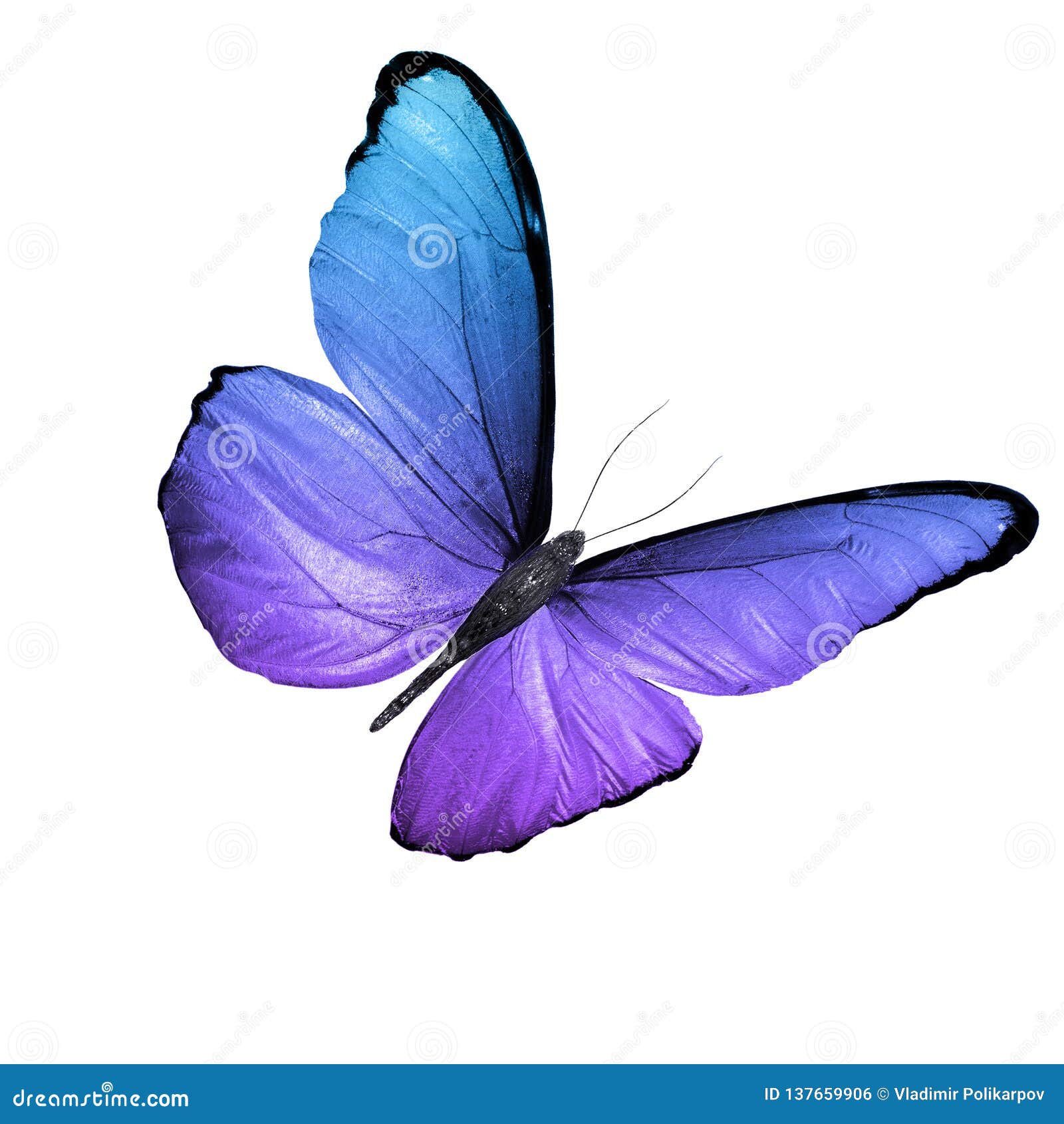 purple and white butterfly background