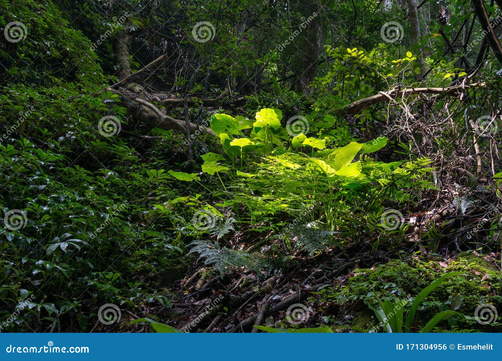 Tropical Rainforest Forest Floor Vegetation Green Young Plants