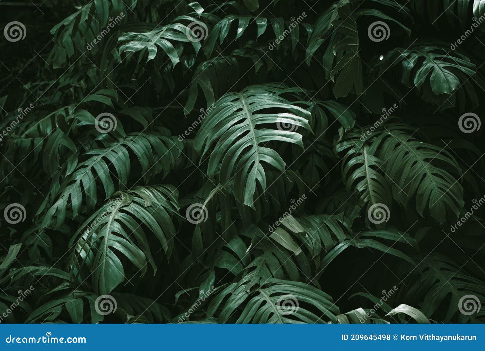 Tropical Rainforest Green Leaves of Monstera Philodendron Nature Plant  Image for Home Decoration Background Wallpaper Stock Photo - Image of deep,  dark: 209645498