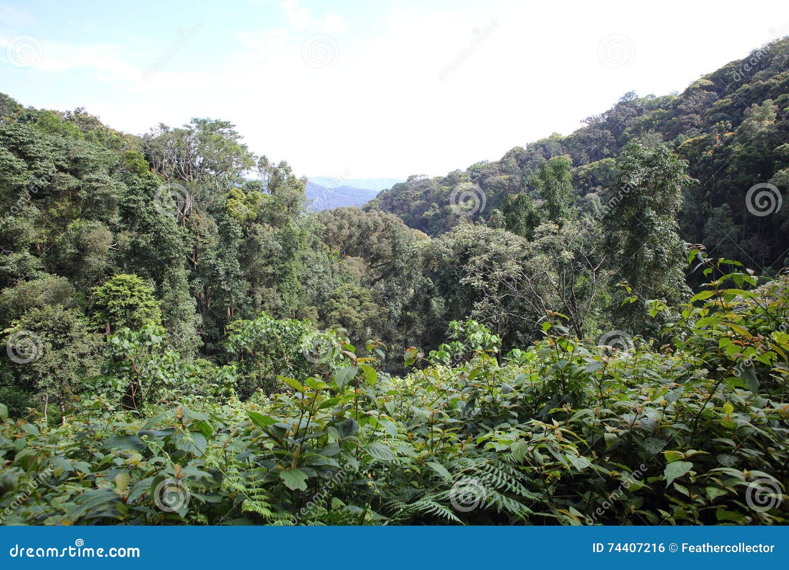 tropical rainforest of nyungwe national park