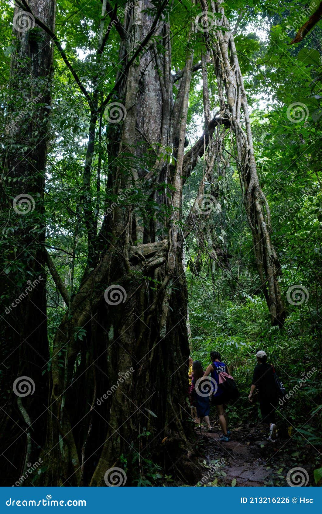 tropical rainforest in xishuangbanna, yunnan, china