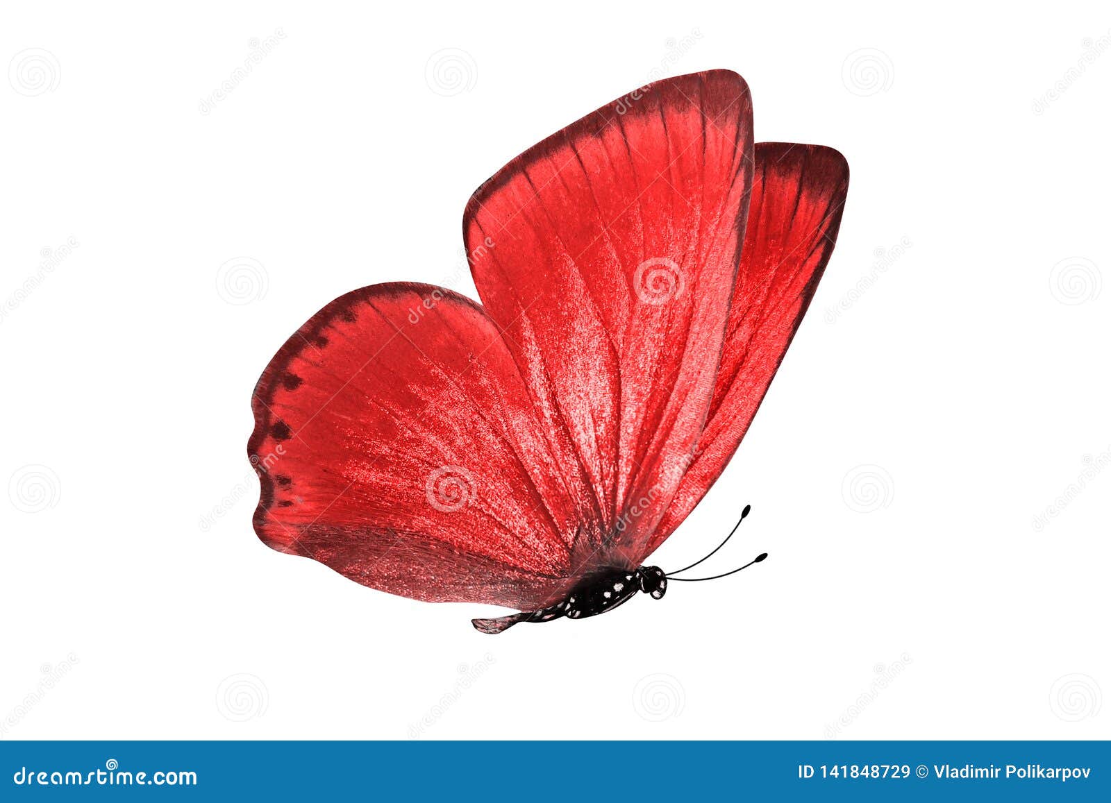 Red Fake Butterfly Isolated Stock Image - Image of pile, butterflies:  79551049