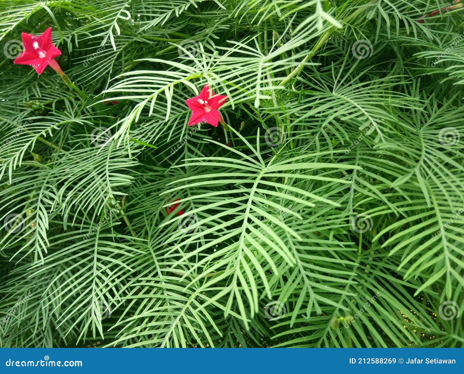 Tropical Red Flower and Green Leaf for Background Design Element Stock