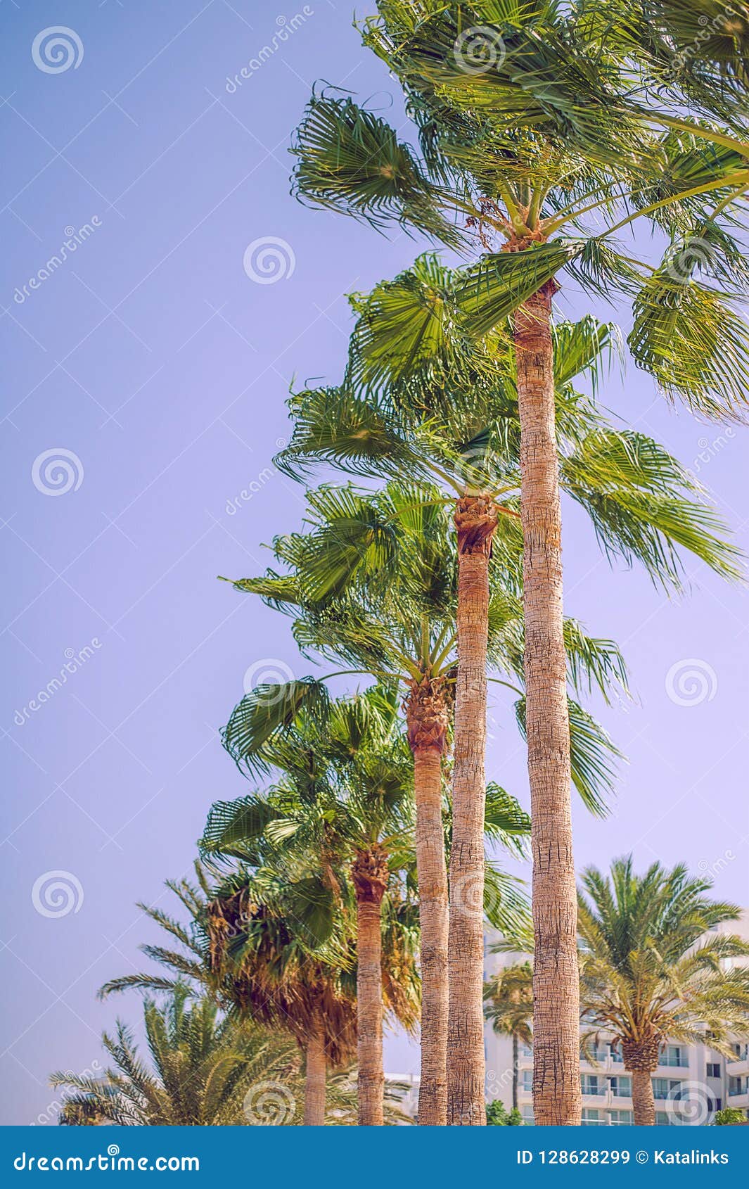 Tropical Resort with Palm Trees Near Beach Stock Image - Image of ...
