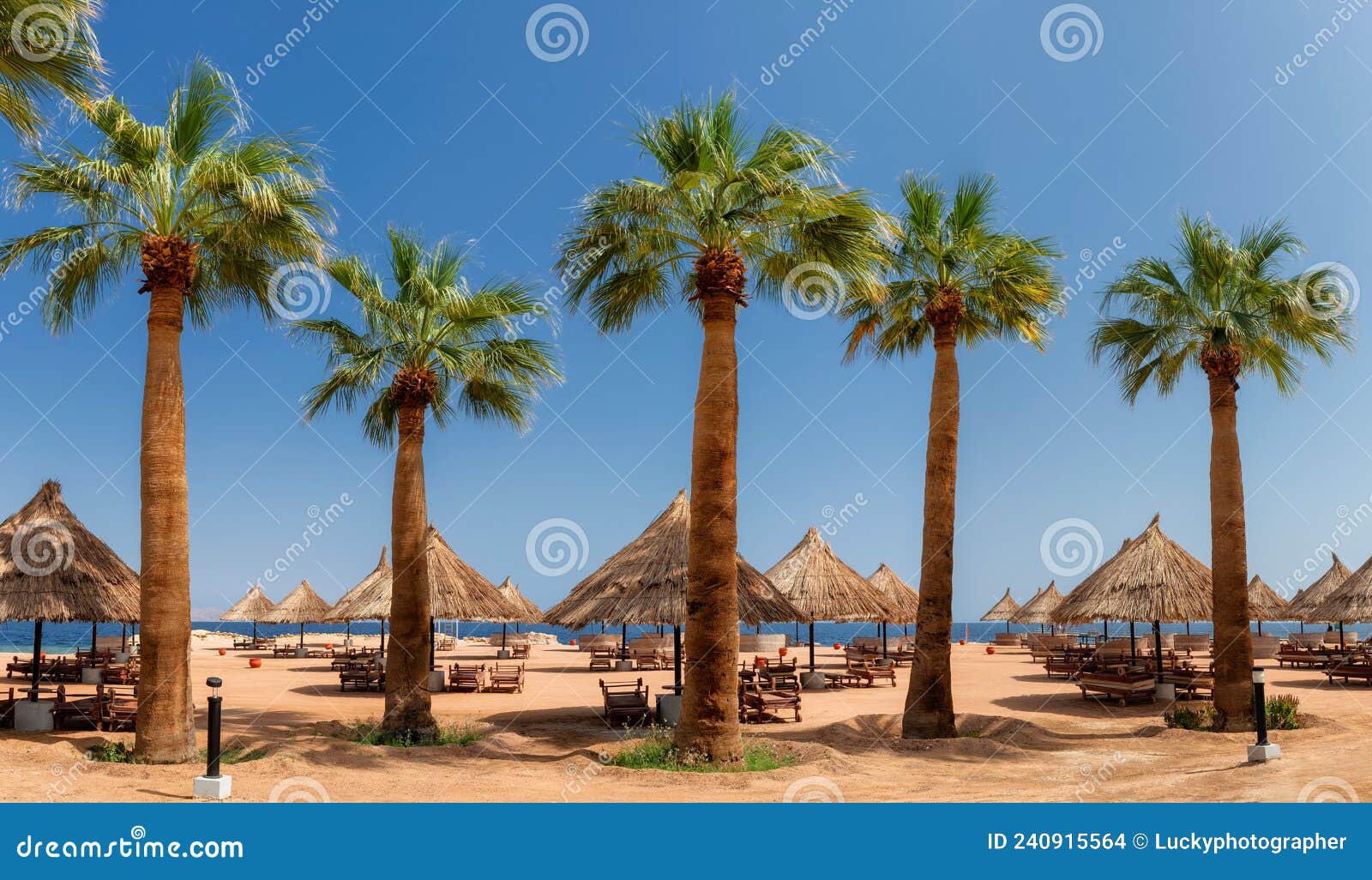 tropical resort, palm trees in sunny beach in sharm al sheikh, egypt, africa.