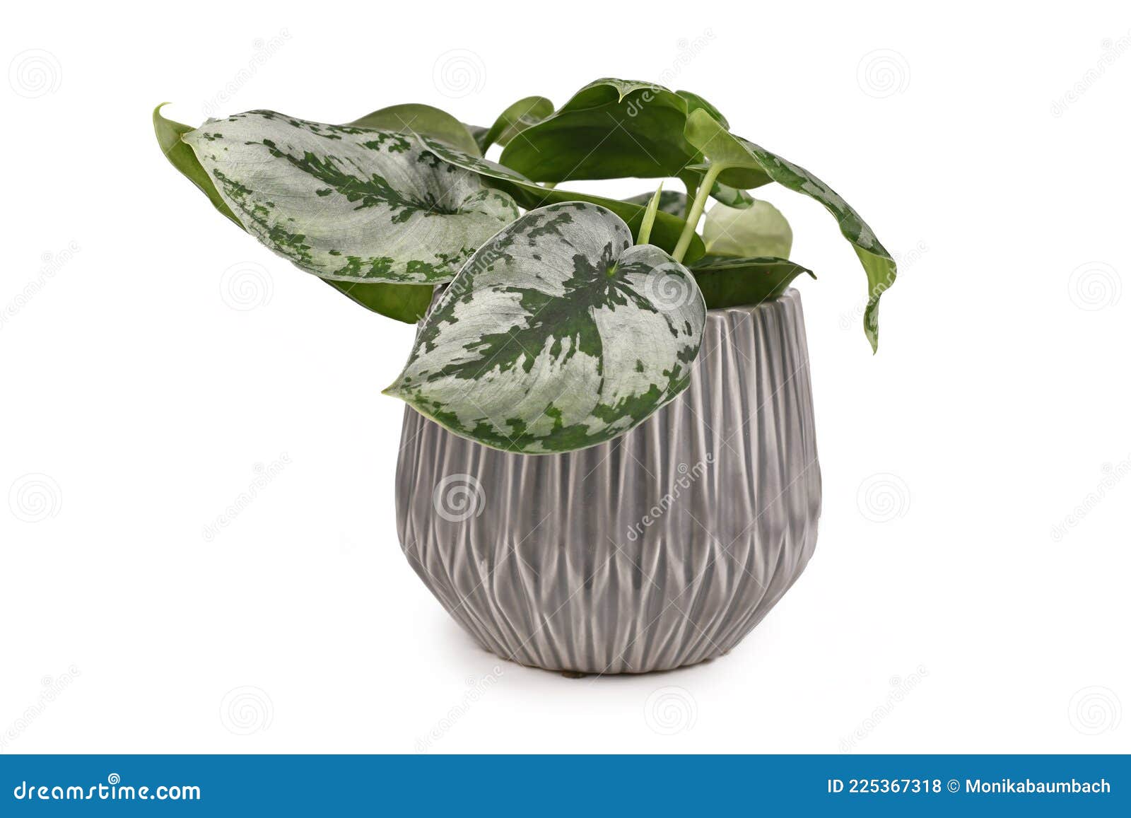tropical `scindapsus pictus exotica`  in gray flower pot  on white background