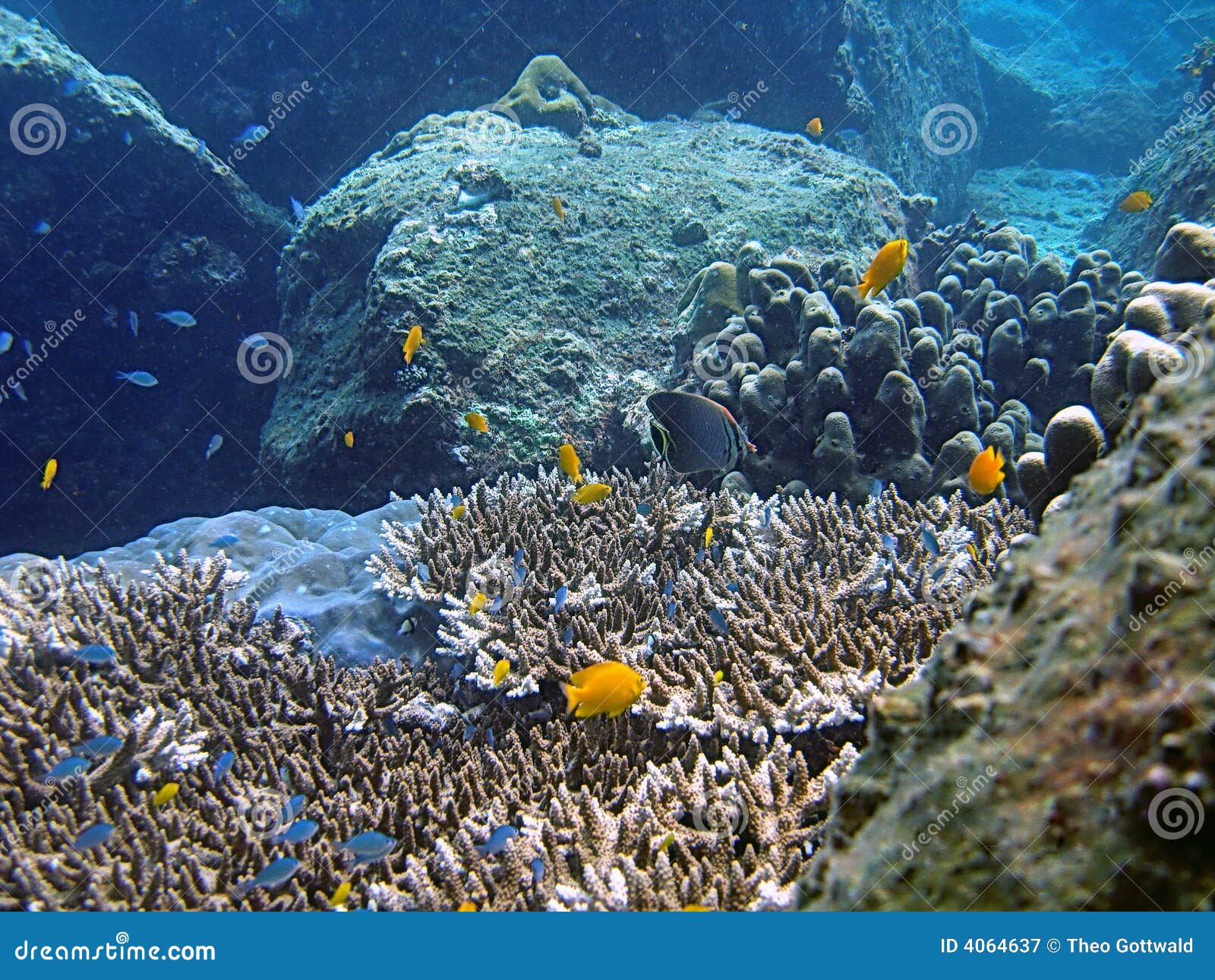 Tropical Sea Life stock image. Image of explore, fiji - 4064637