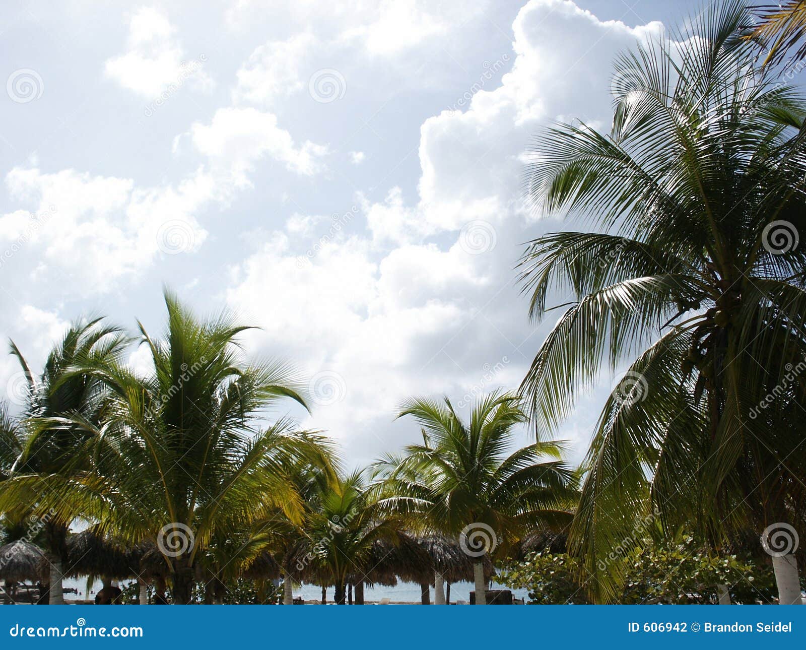 tropical sky