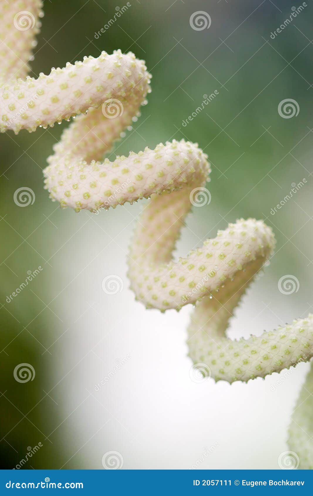spiral plant clipping spiral plant clipping