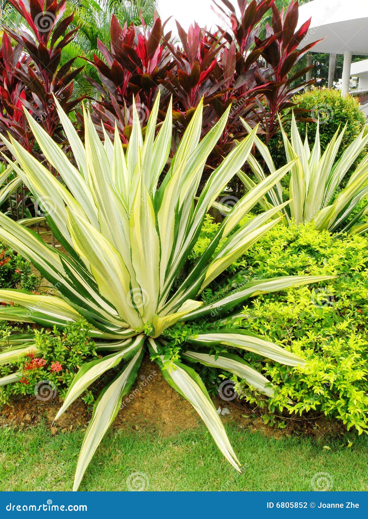 Tropical style landscaping stock photo. Image of aloe ...