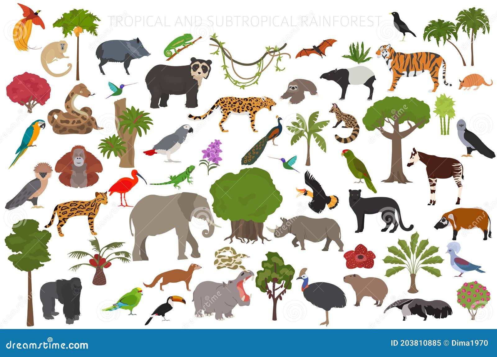 Tropical and Subtropical Rainforest Biome, Natural Region Infographic.  Amazonian, African, Asian, Australian Rainforests Stock Vector -  Illustration of coconut, eating: 203810885
