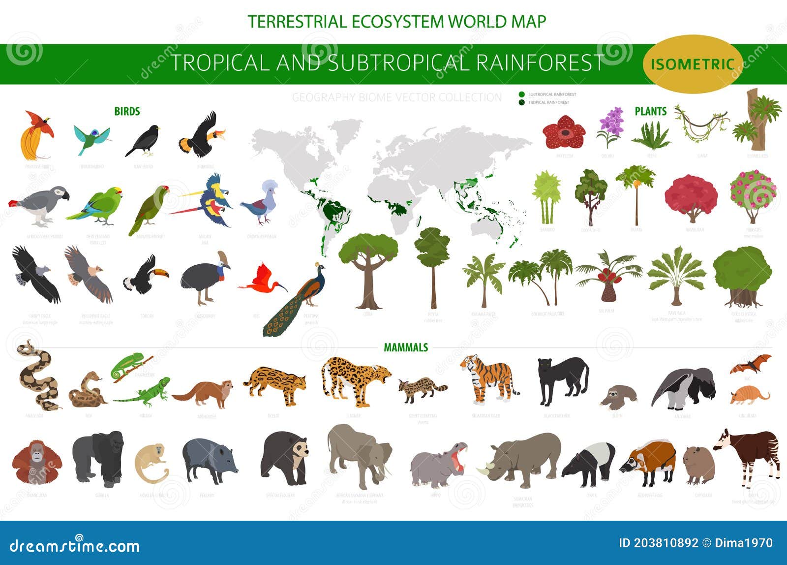 rainforest biome animals