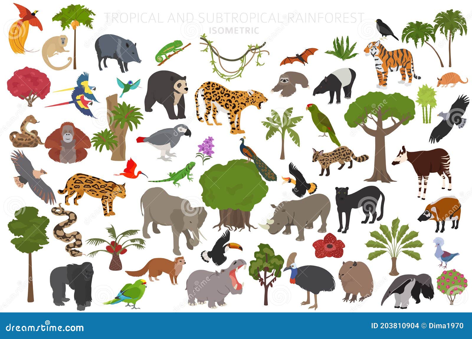 Tropical and Subtropical Rainforest Biome, Natural Region Infographic.  Amazonian, African, Asian, Australian Rainforests Stock Vector -  Illustration of genet, forest: 203810904