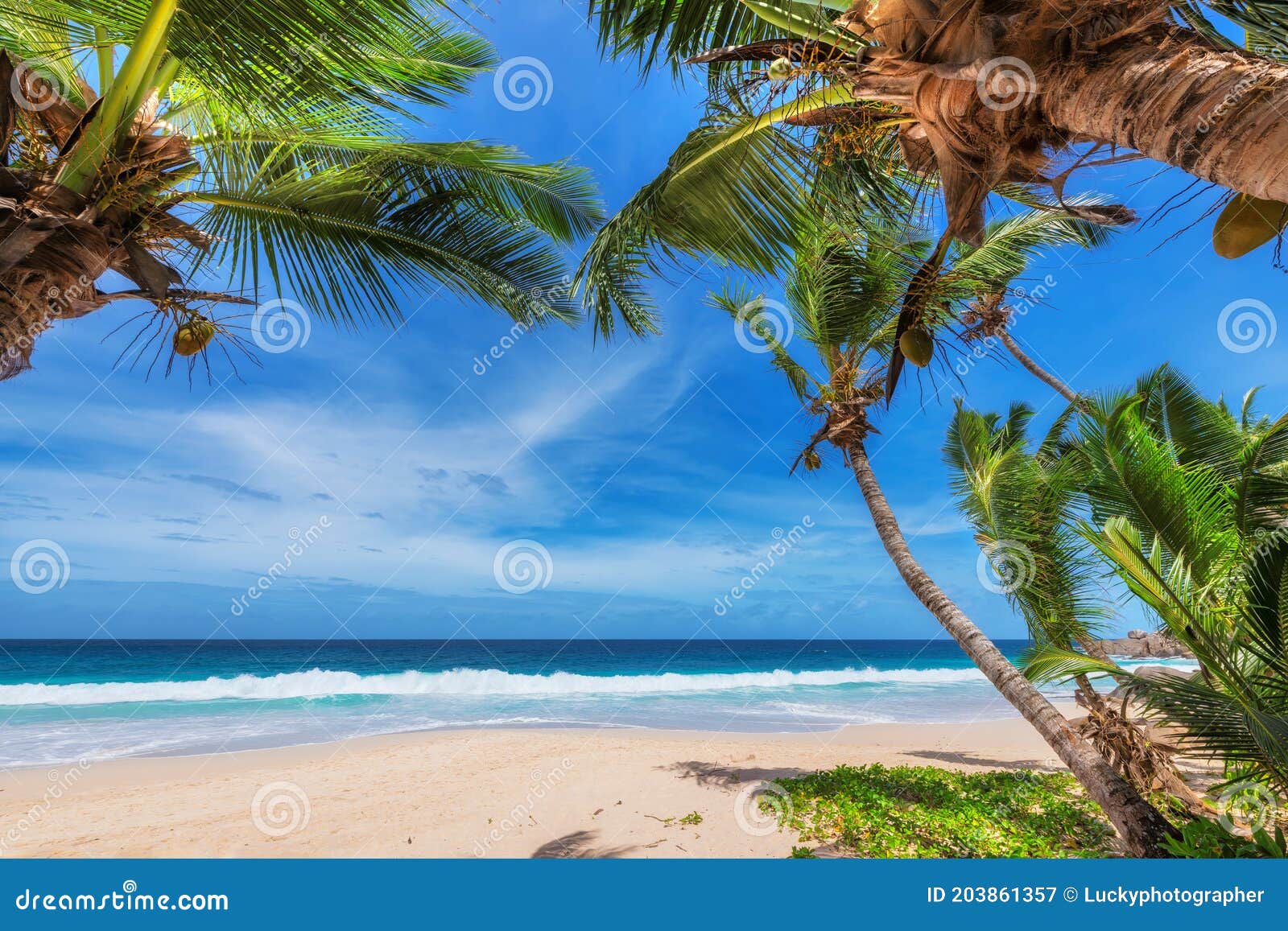 Tropical Sunny Beach with Palm Trees and Turquoise Sea in Caribbean ...