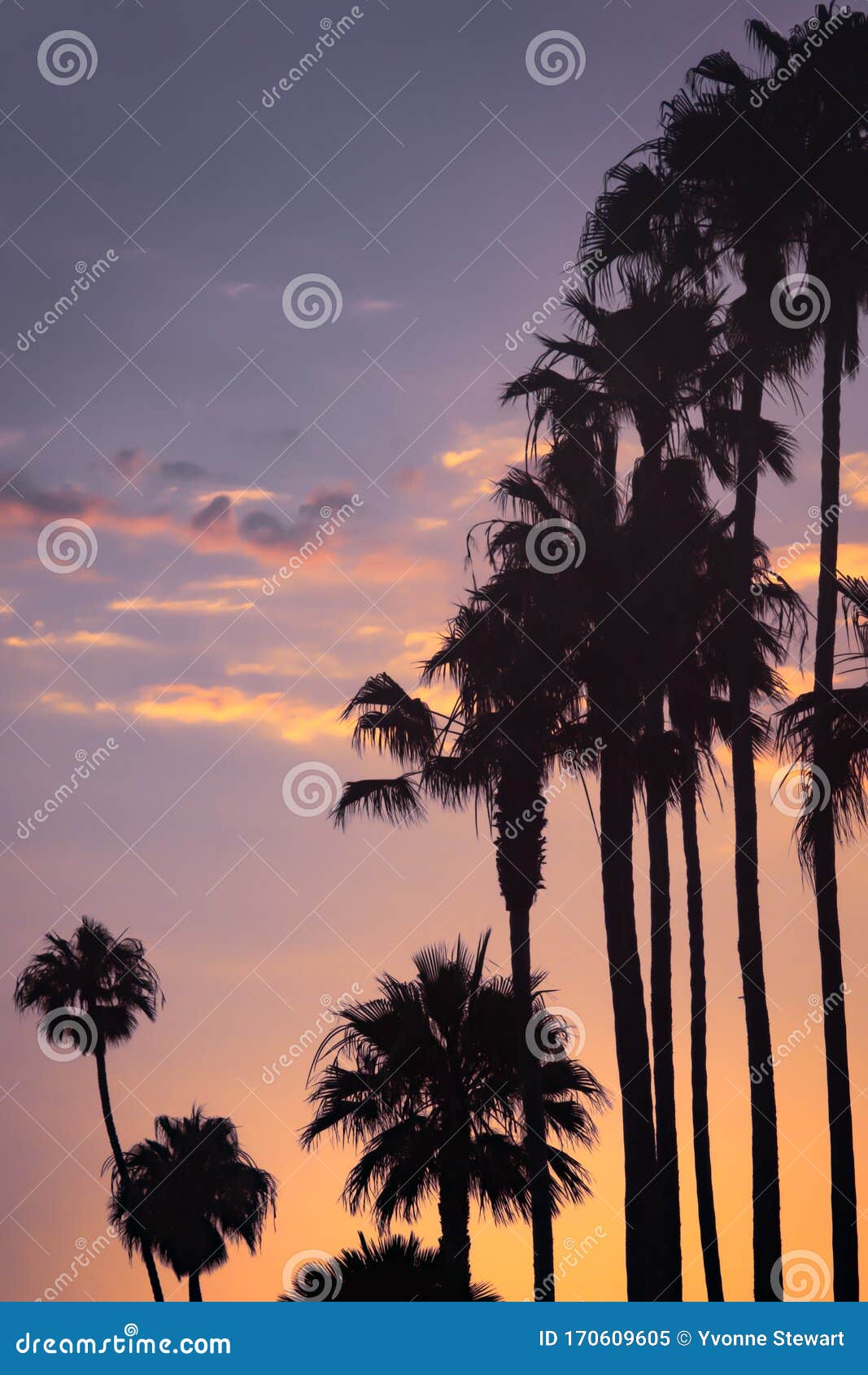 Tropical Sunset Sky with Gold and Pink Clouds and Palm Trees Stock ...