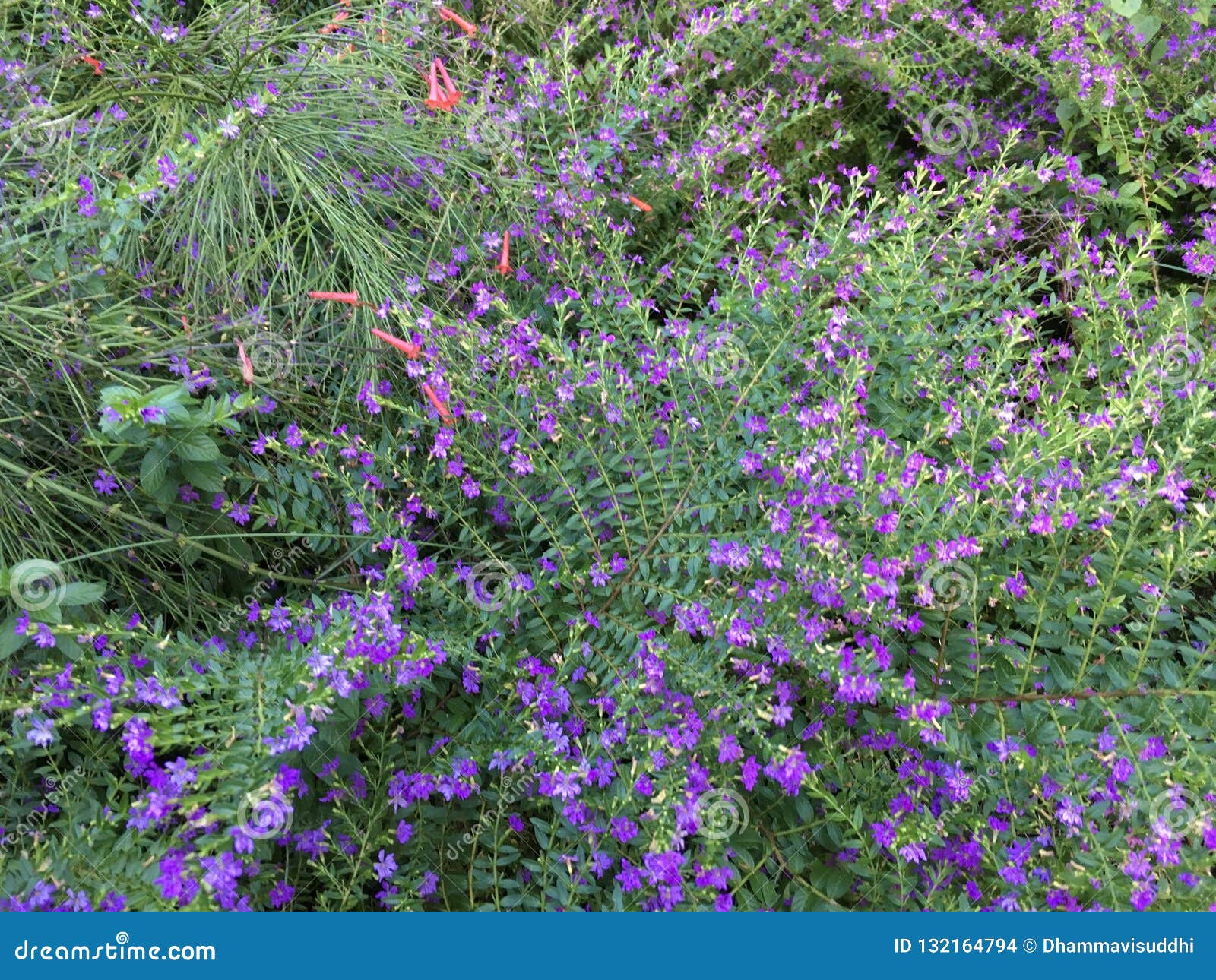 australian south african small purple tree australian south african small purple tree