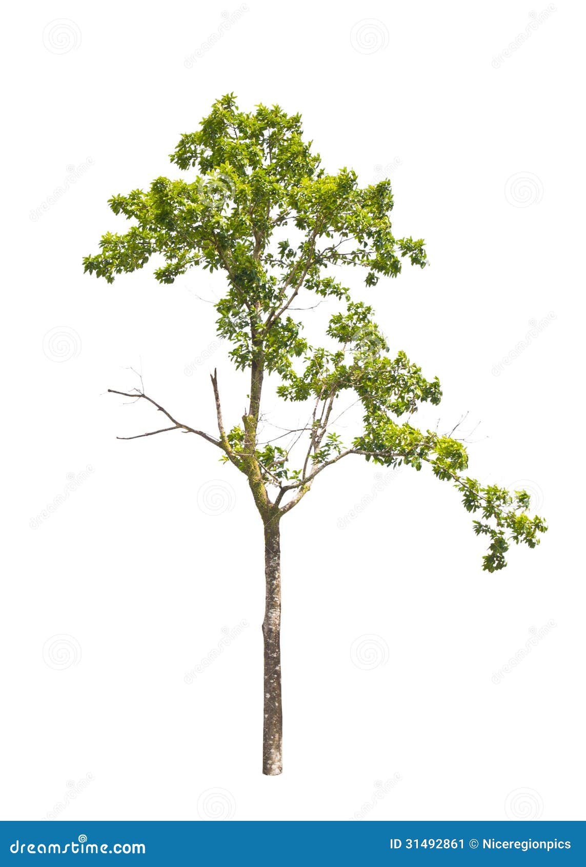 Tropical tree in asia. stock image. Image of evergreen - 31492861
