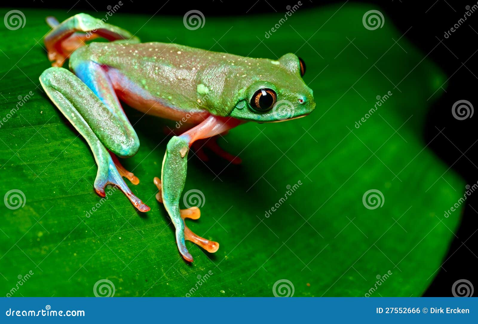 Tropical Tree Frog Royalty Free Stock Image - Image: 27552666