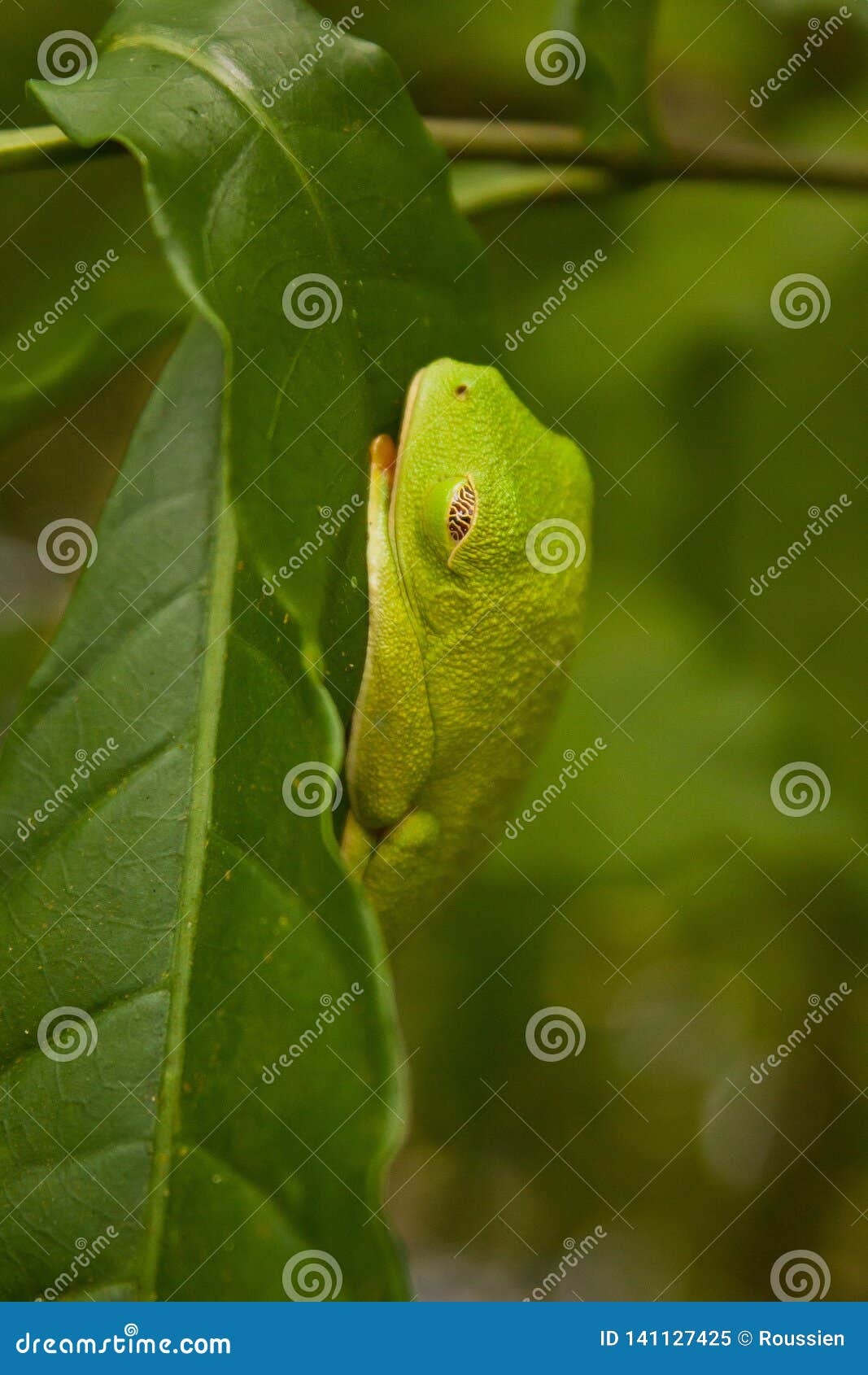 tropical tree frog in costarica sleeping on the leaf