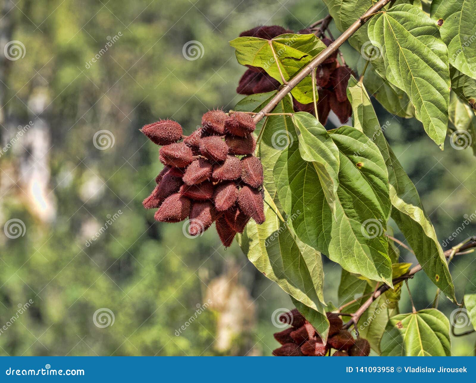 Tropical Tree with Fruits, Guatemala Stock Photo Image of flower