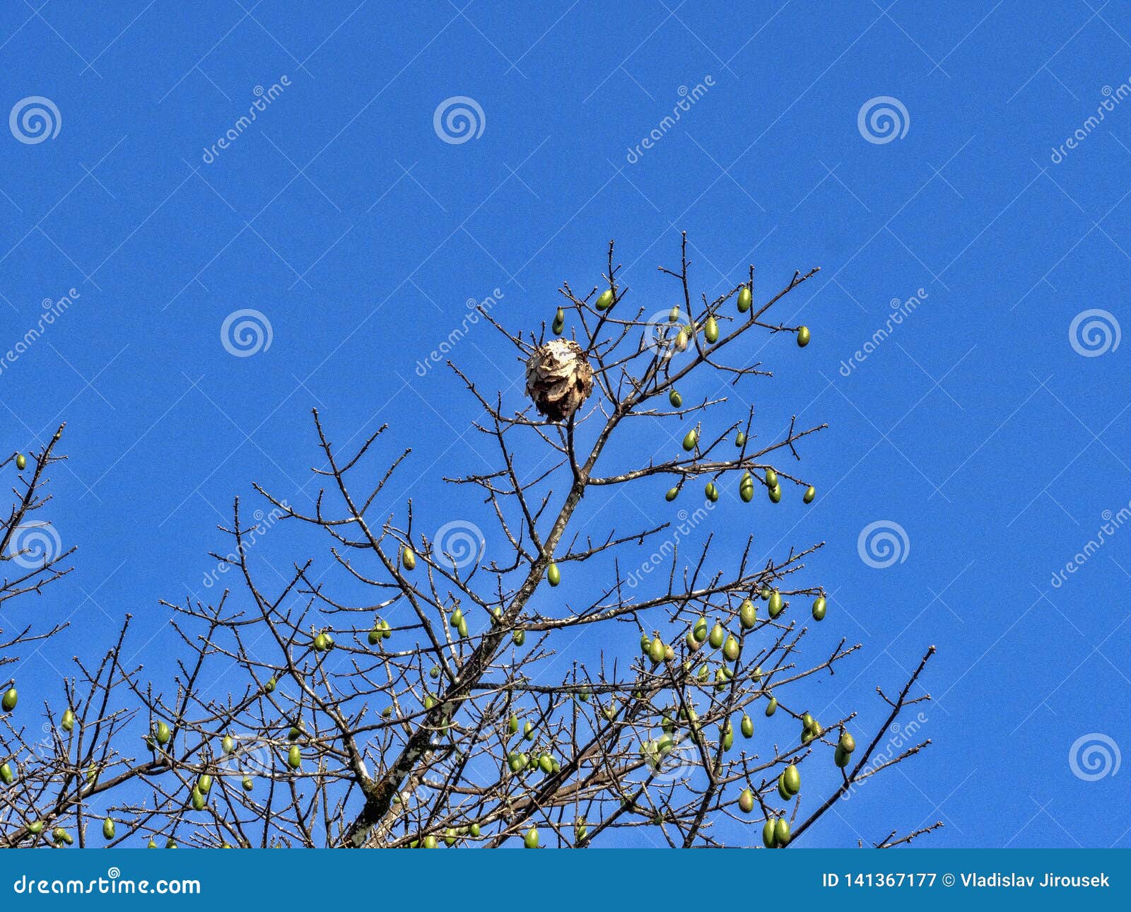 Tropical Tree with Fruits, Guatemala Stock Image Image of natural