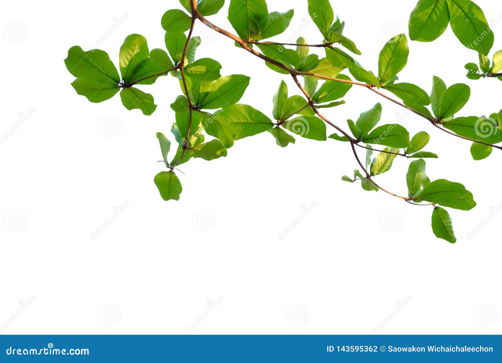 indian almond tree leaves with branches on white  background for green foliage backdrop