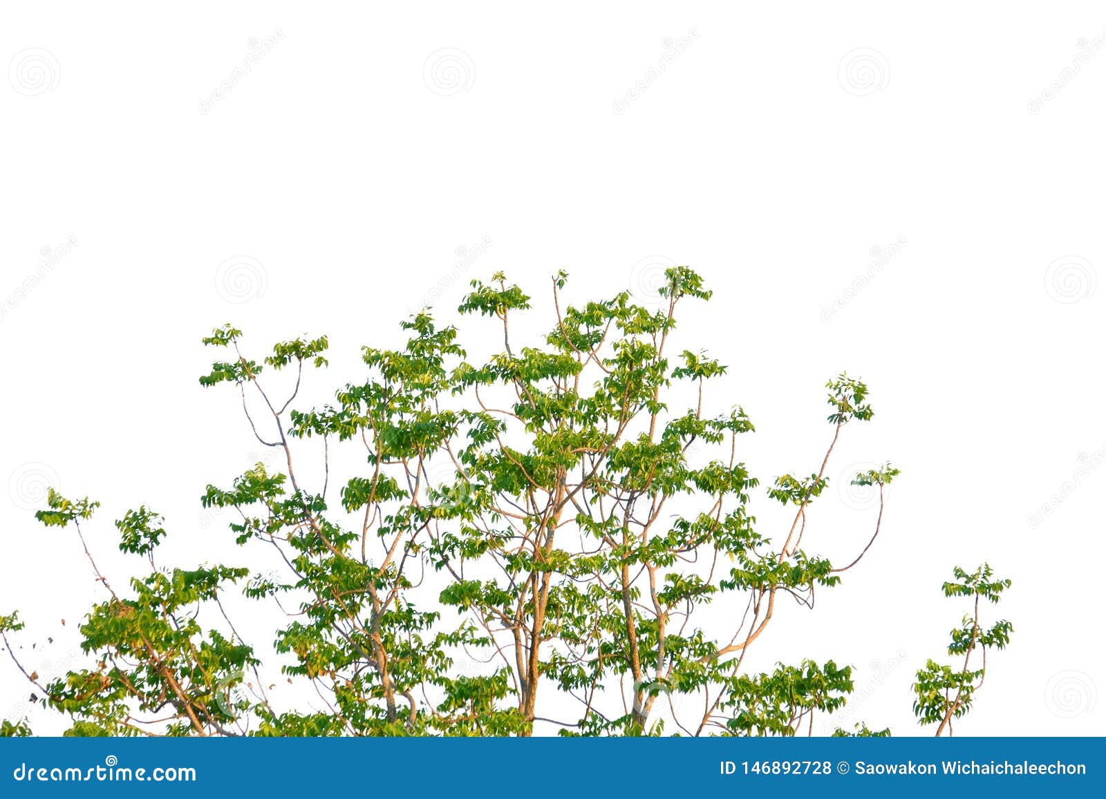 tropical tree leaves with branches on white  background for green foliage backdrop