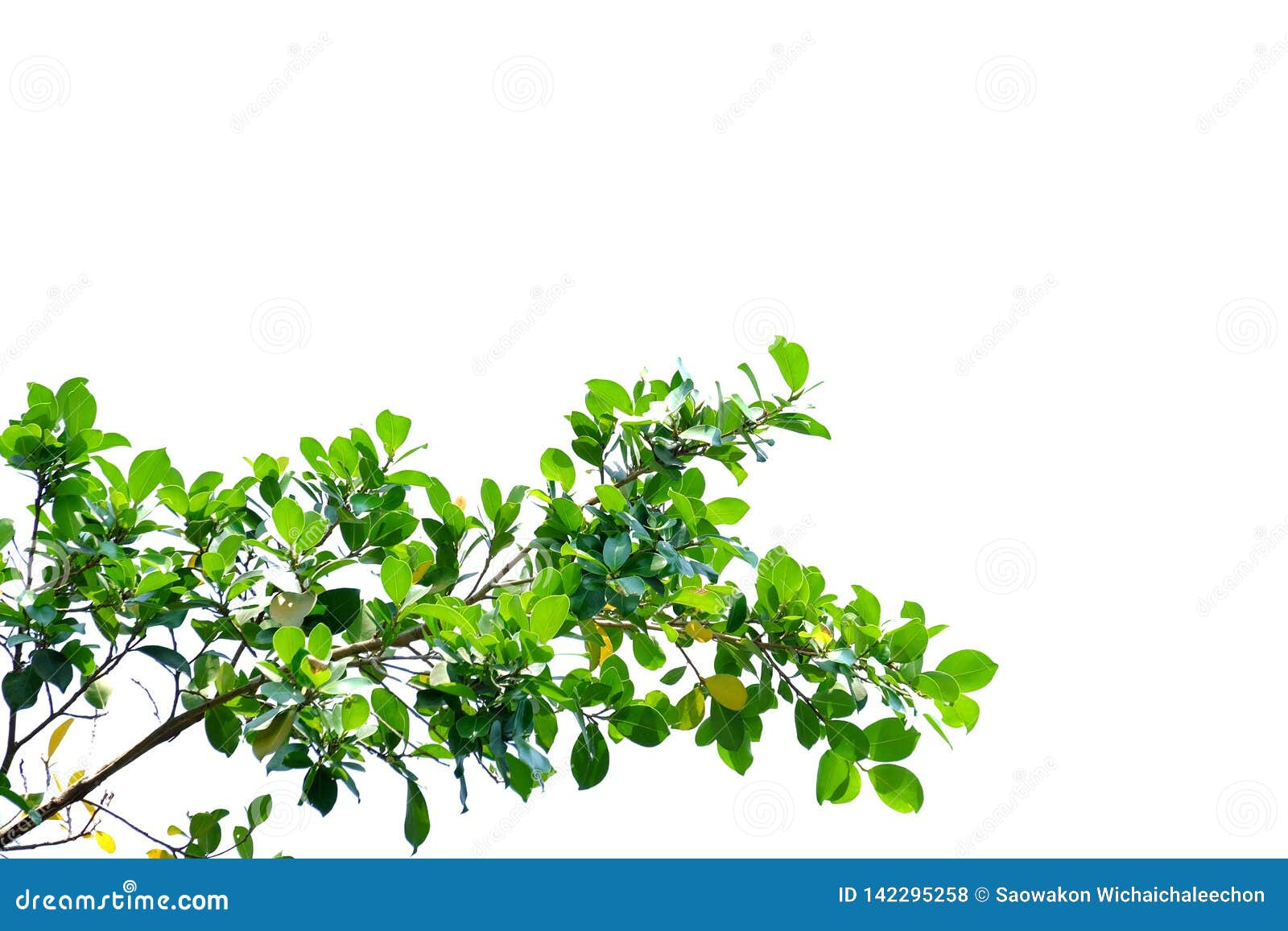 tropical tree leaves with branches on white  background for green foliage backdrop