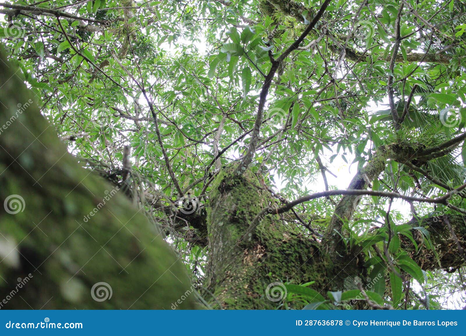 tropical tree macropanax dispermus, perpective photography, tropical brazilian species, teresÃ³polis