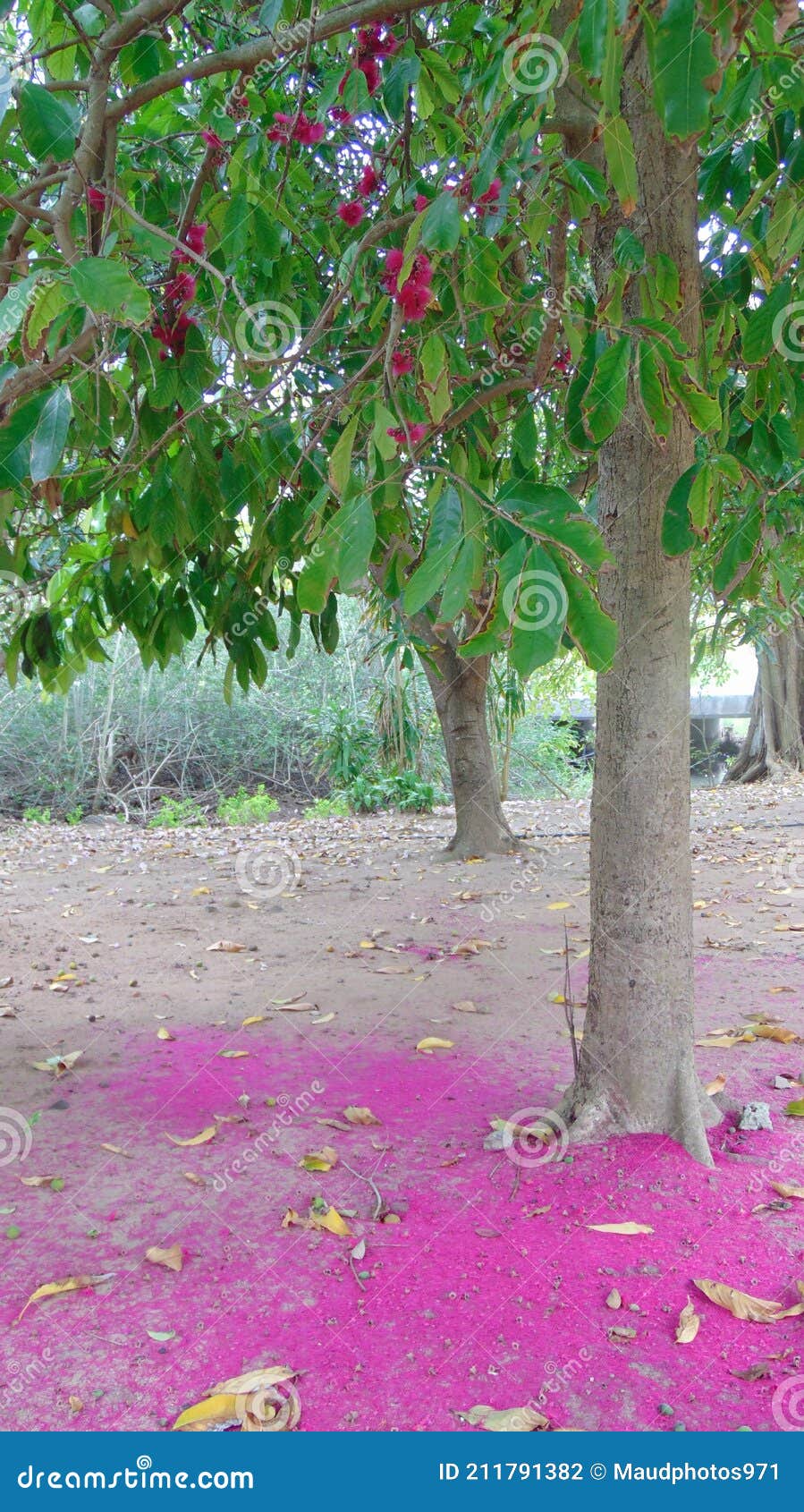 Tropical Tree with Pink Flowers Stock Photo Image of yard, tree