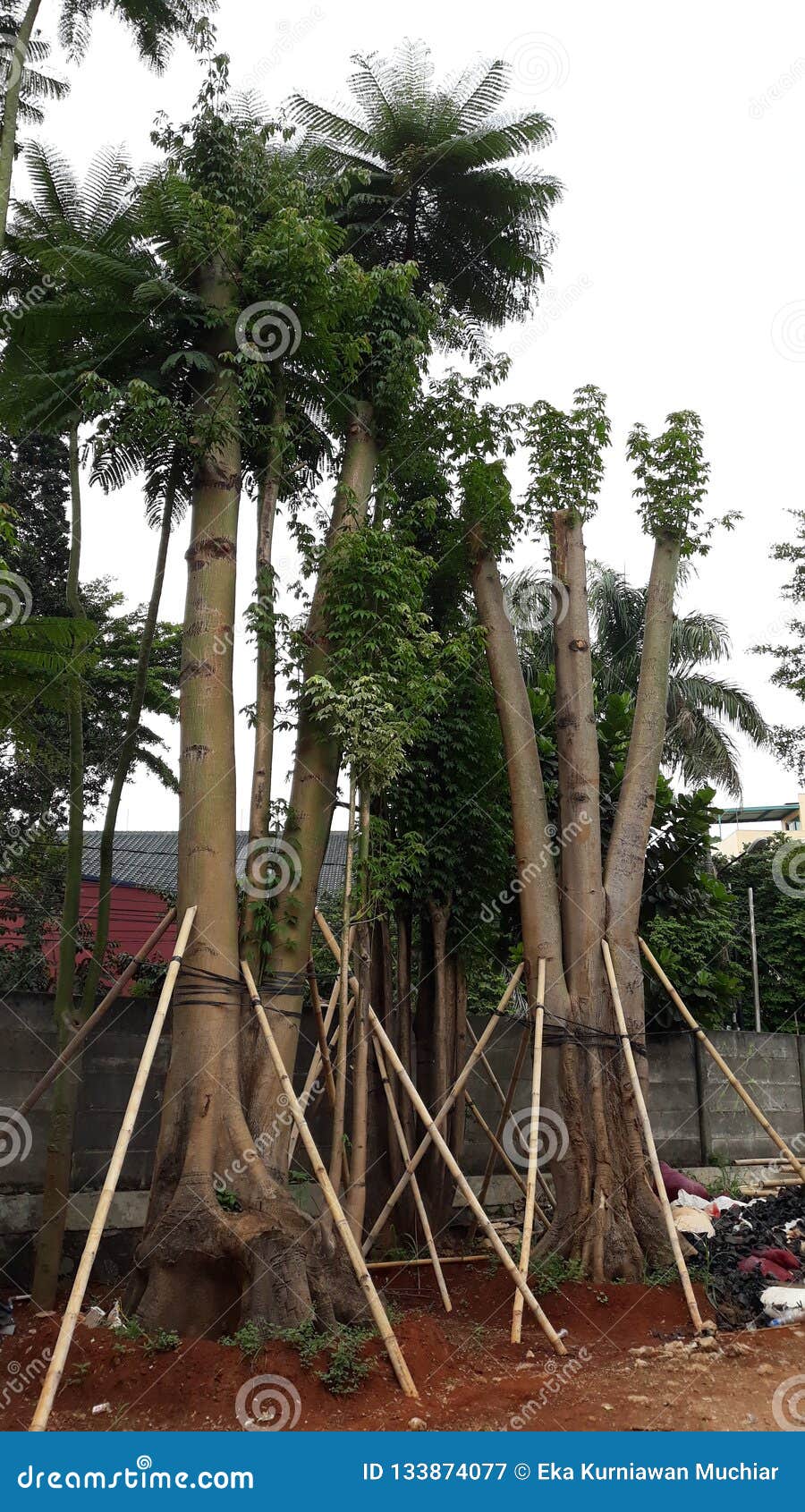 Landscape Jakarta stock image. Image of tropical, tree 133874077
