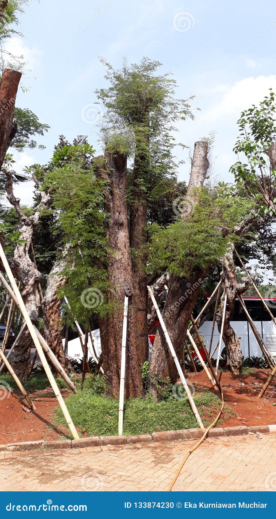 Landscape Jakarta stock photo. Image of tree, plant 133874230