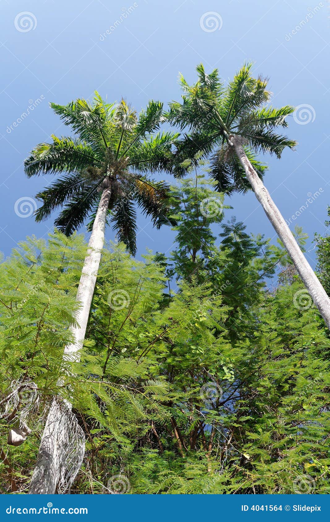 Tropical Trees stock photo. Image of tropic, heaven, tree 4041564