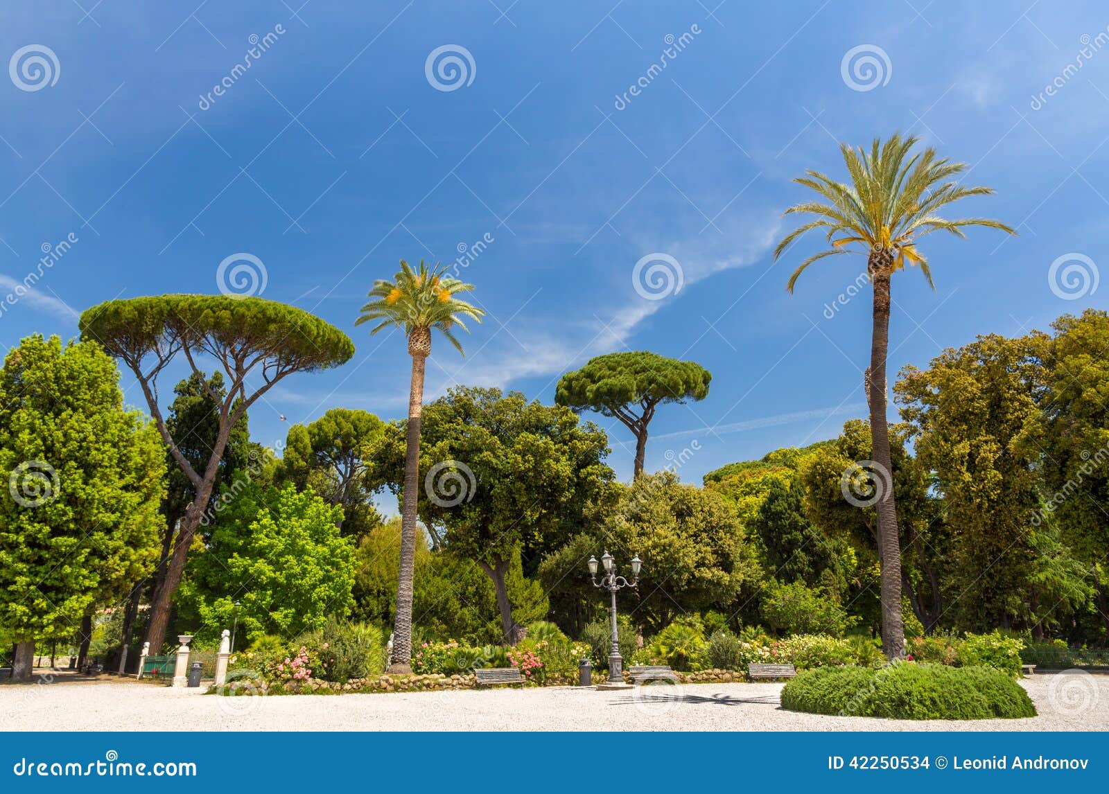tropical trees on piazzale napoleone i in rome, italy