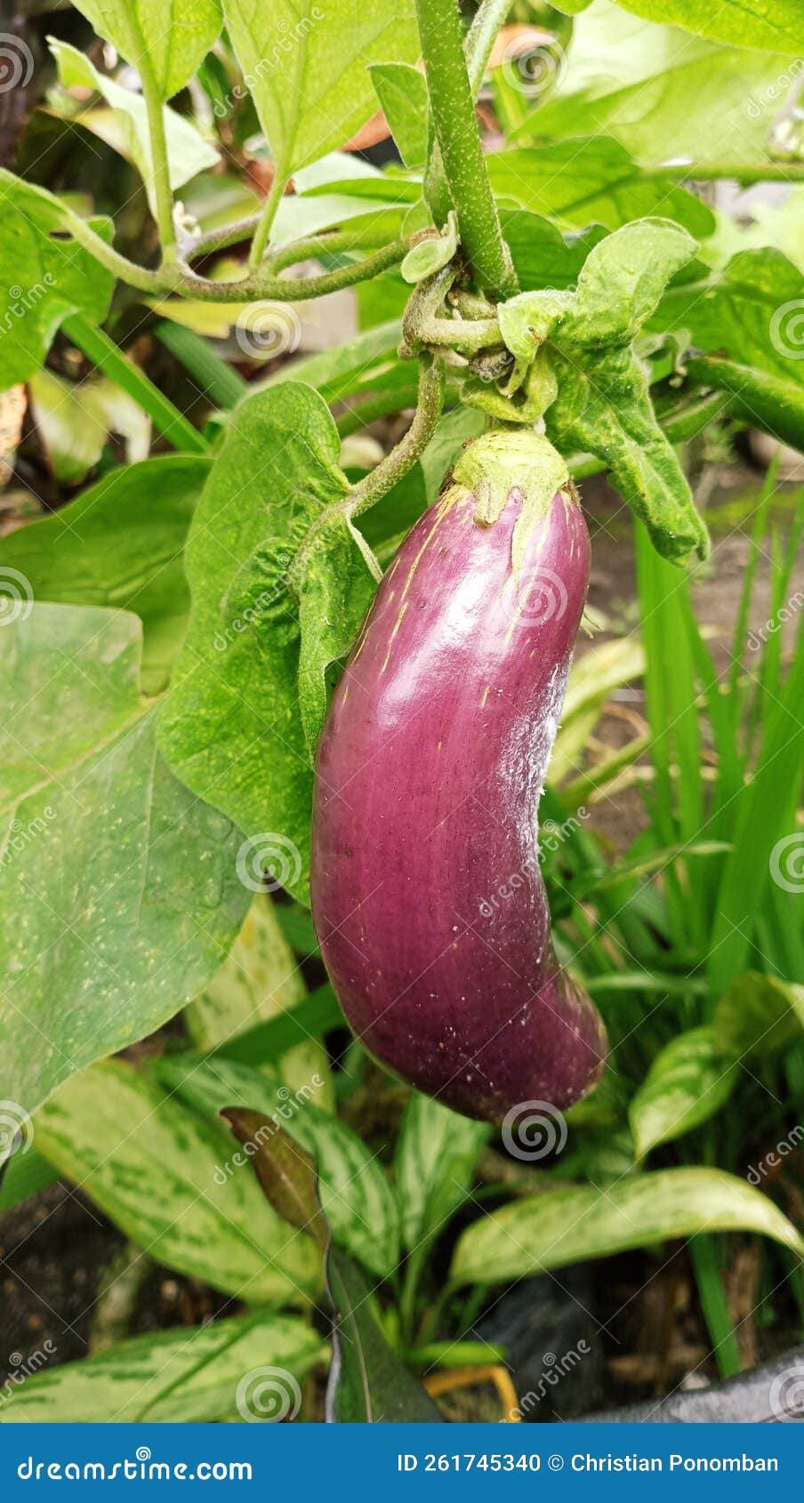 A Tropical Vegetable Called Eggplant Has Fruit on the Tree and Has Not