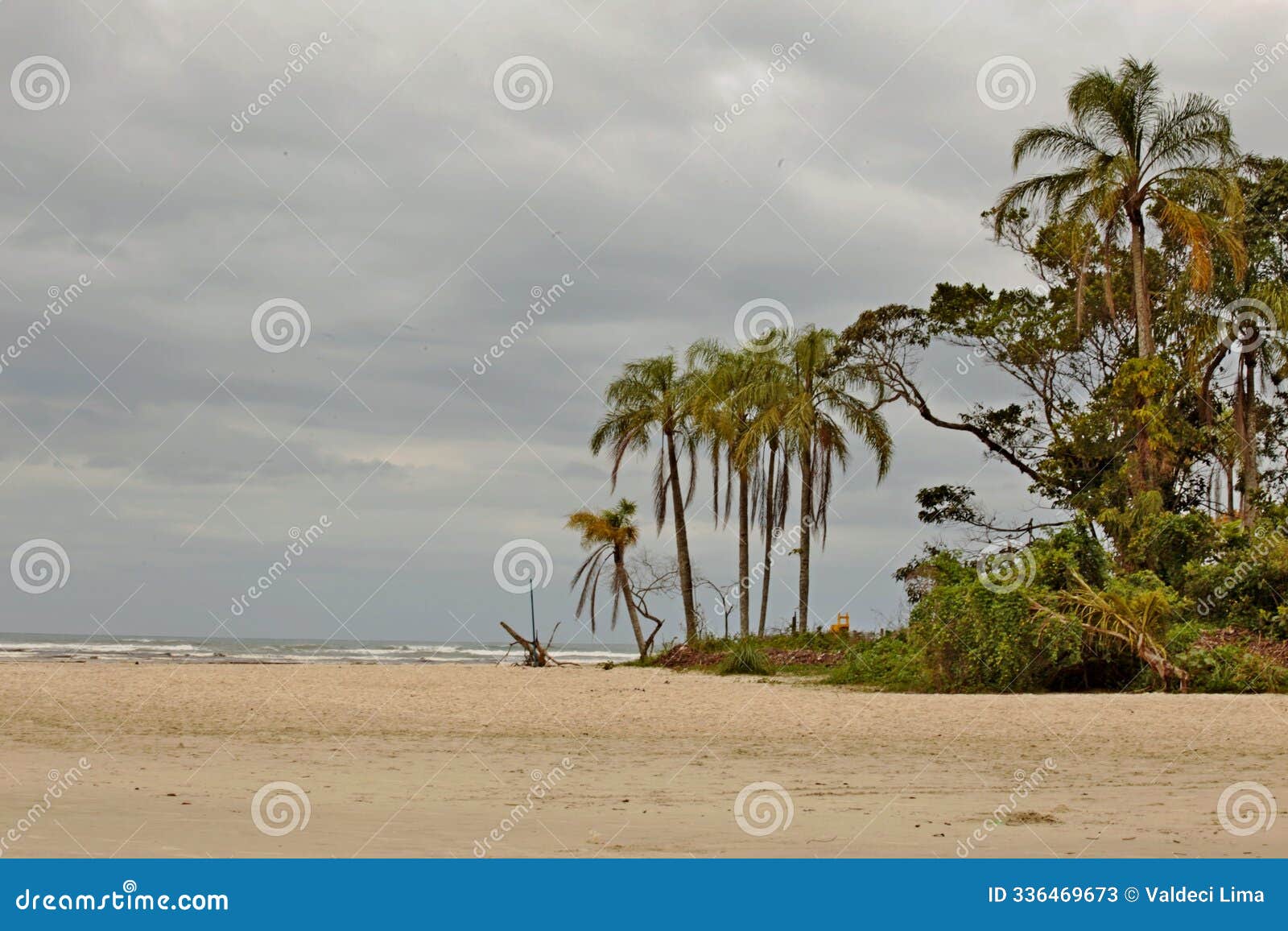 tropical vegetation with tall trees and palms
