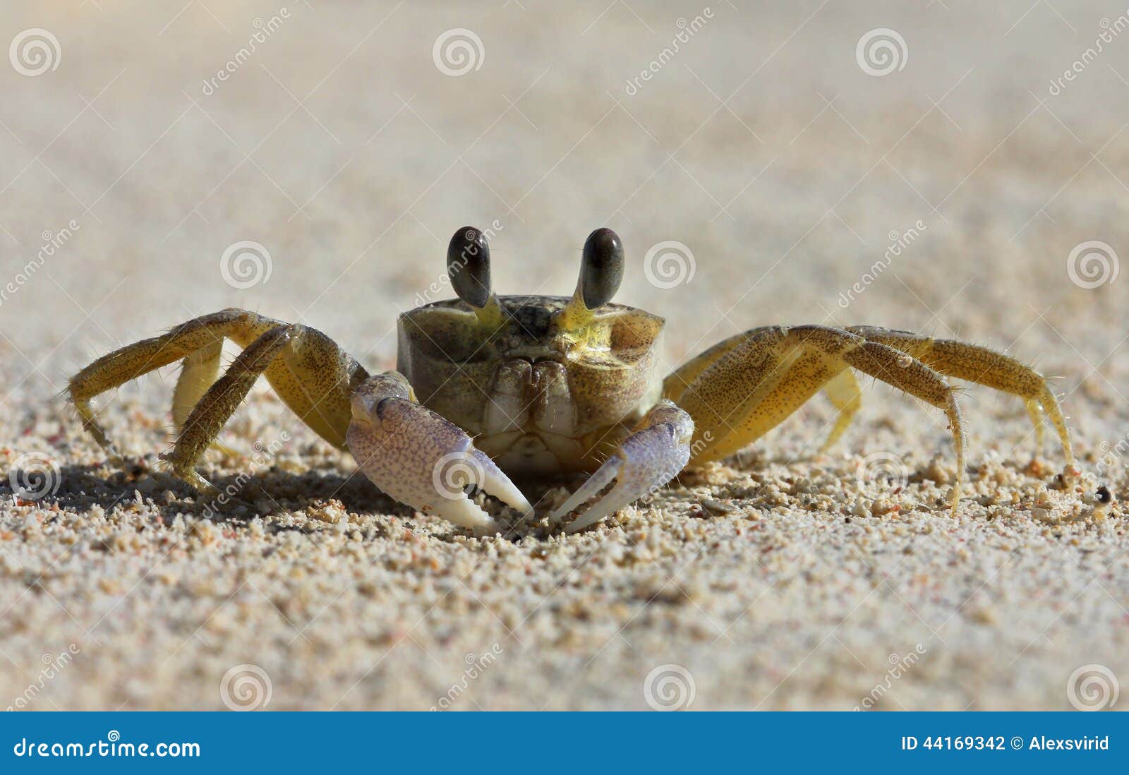A Tropical Yellow Caribbean Crab Stock Photo Image of invertebrate