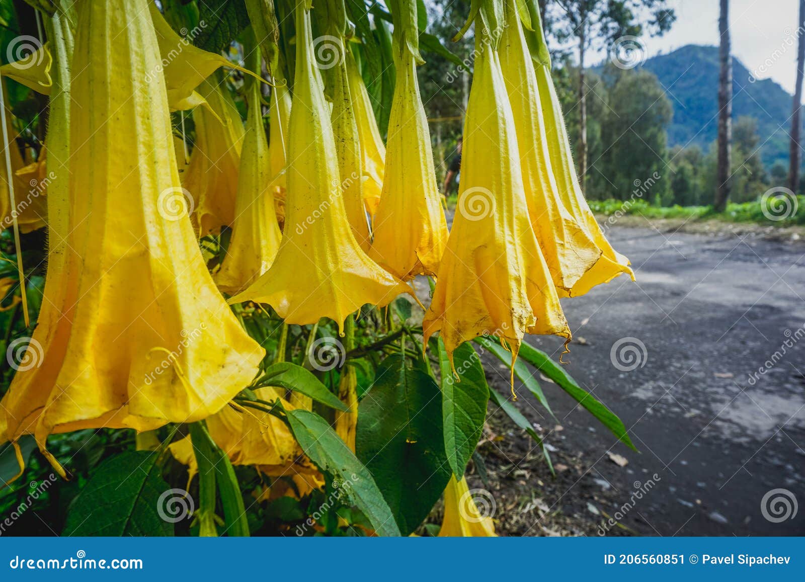 Tropical Yellow Flowers Hanging Down in Indonesia Stock Image Image